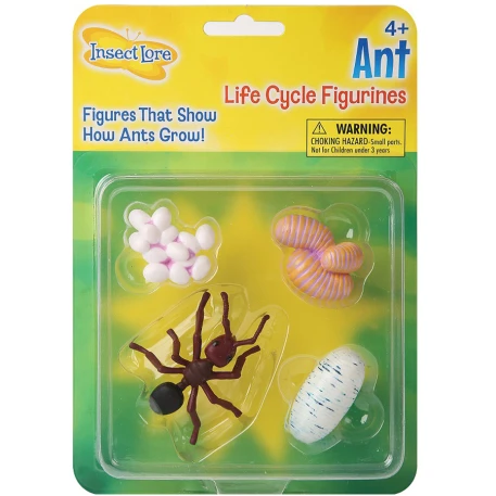 Ant Life Cycle Stage Figures