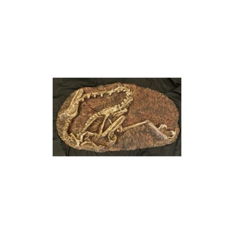Velociraptor Skeleton Plaque