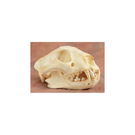 African Leopard Skull Replica