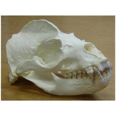 California Sea Lion (Male) Skull Replica