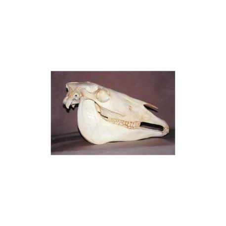 Horse (Domestic) Skull Replica