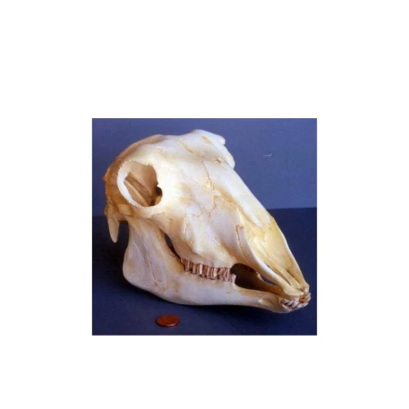 Sheep (Domestic) Skull Replica