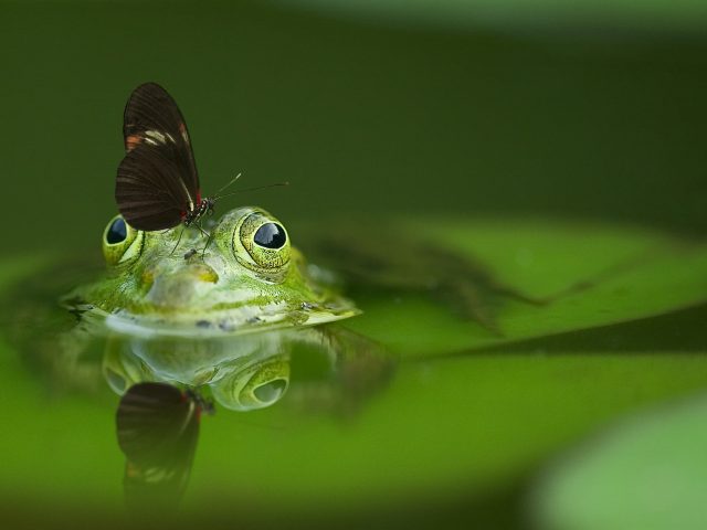 Spring To Life: Insect and Amphibian Life Cycle Learning