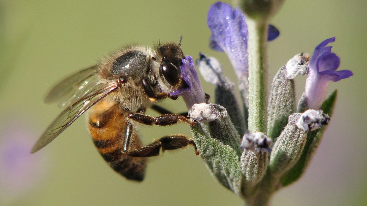 honeybee activities for kids