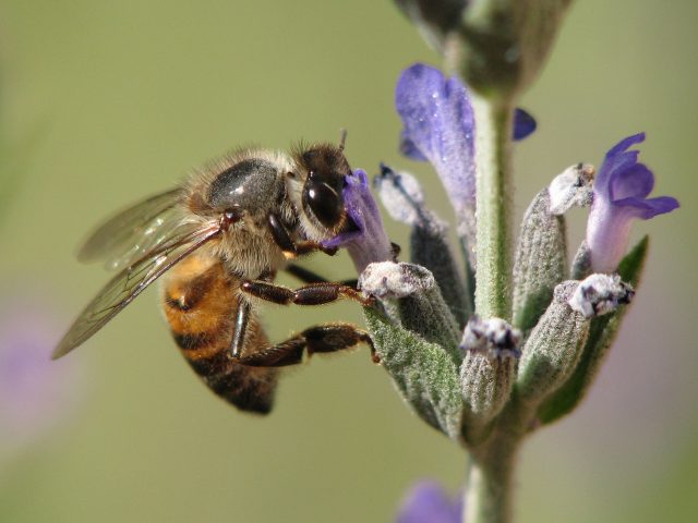 Bee Careful: Why we Must Protect Bees