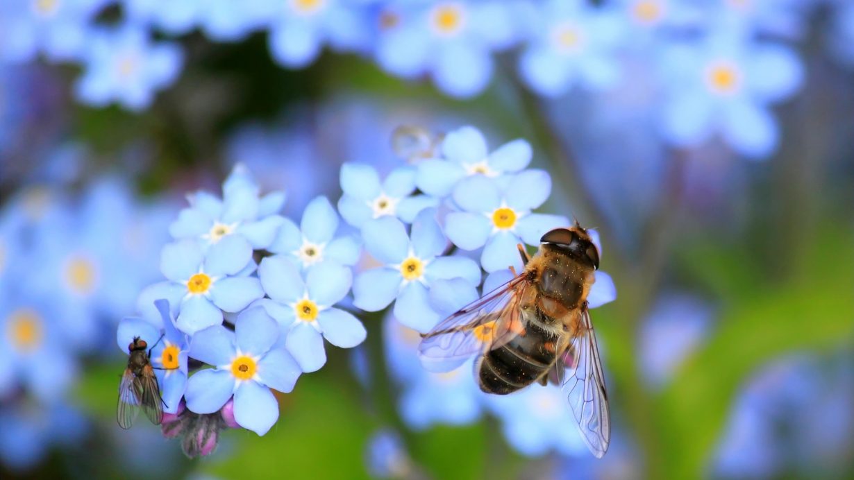 national pollinators week