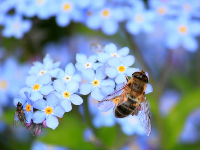 Happy National Pollinators Week