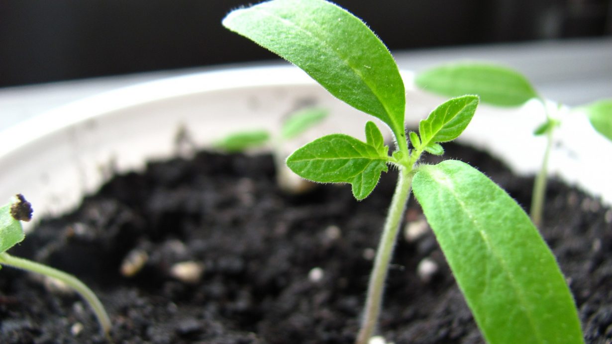 soil science activities for kids