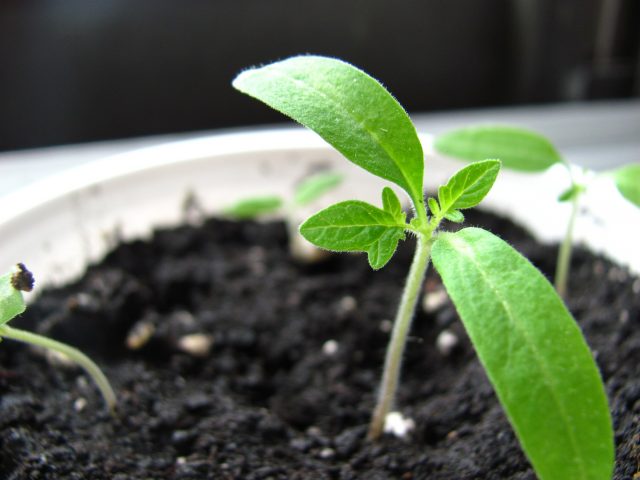 Playing in the Dirt: The Exploration of Soil Sciences