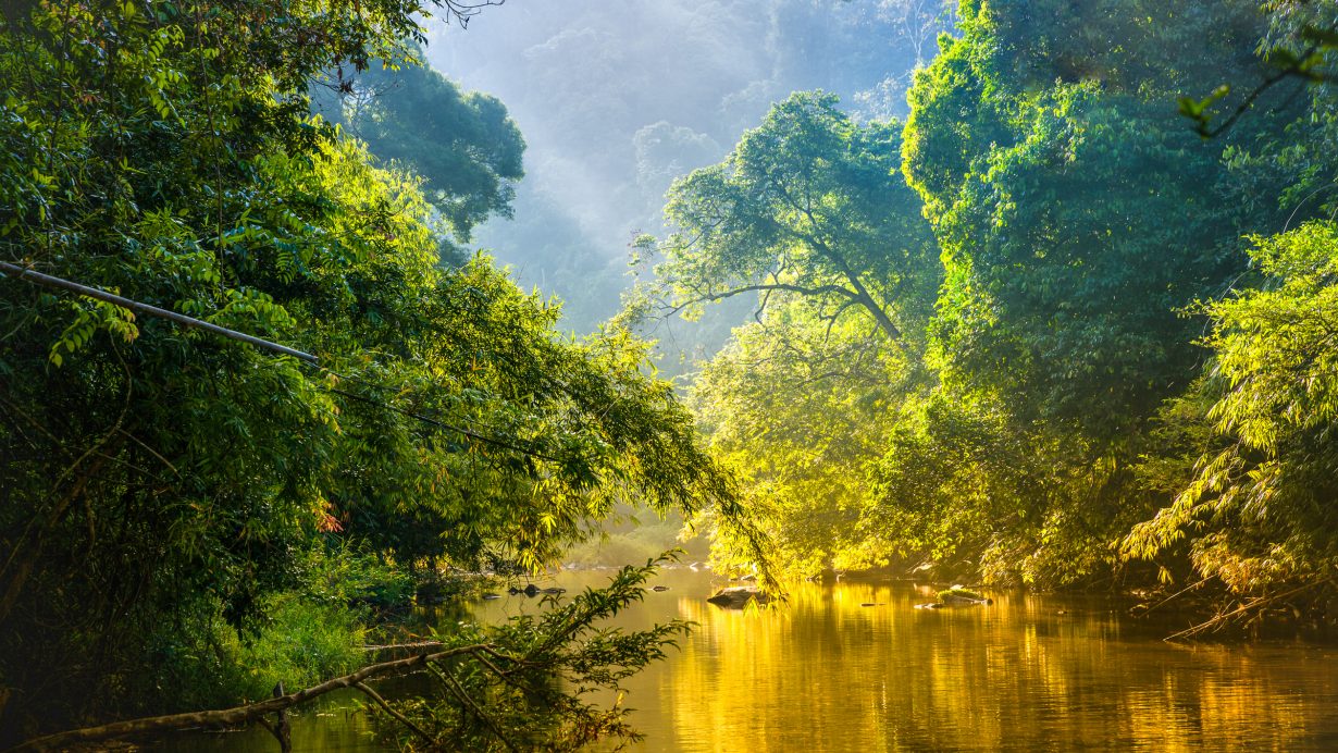 Teaching Kids About Rainforests with Rainforest Craft Kits and Books