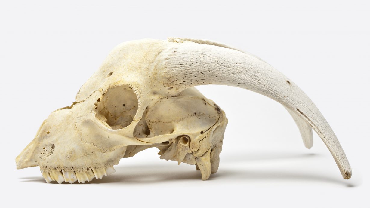 Animal Skull Replicas