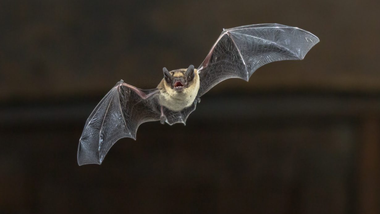 Bat Activities for Kids