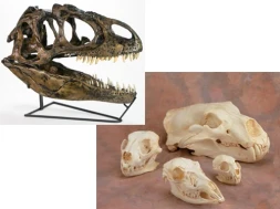 Skulls, Bones, and Fossil Replicas