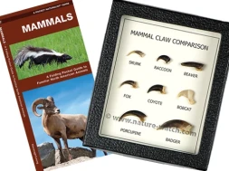 Mammals