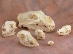 Animal Skull Replicas for Kids: Bird & Reptile Replica Skulls