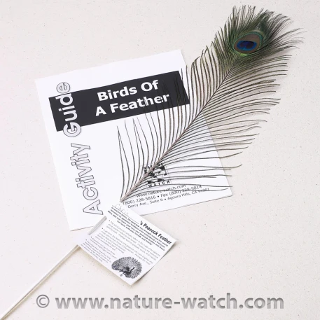 North American Bird Feather Replicas® Set: Wetland & Seashore Birds