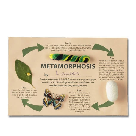 Magnificent Metamorphosis Activity Kit