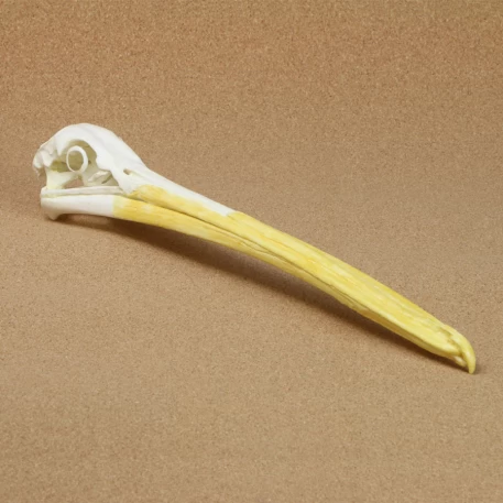 American White Pelican Skull Replica