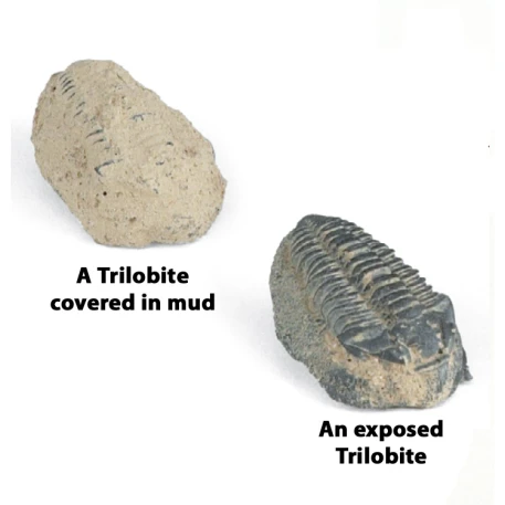 Trilobites (Pack of 25)