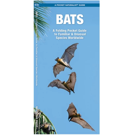 Bats Discovery Guide