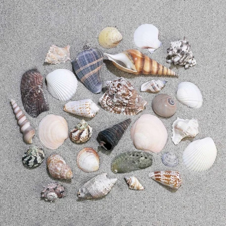 Nature Watch Sea Shell Mix - Seashells by the Pound