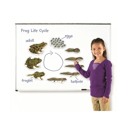 Giant Magnetic Frog Life Cycle