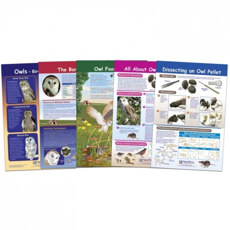 Owl and Owl Pellet Bulletin Board Chart Set