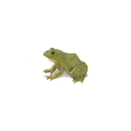 American Bullfrog Replica