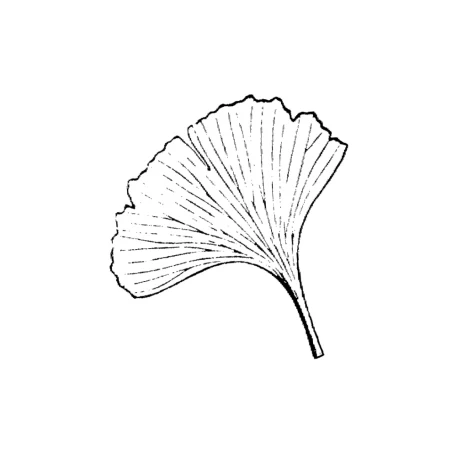 Ginkgo Leaf Rubber Stamp