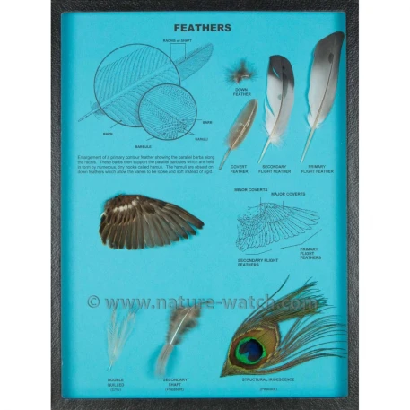 Feather Display