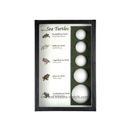 Eggs of Sea Turtles Display
