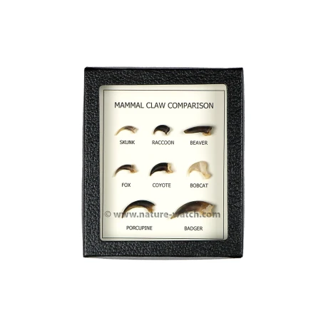 Mammal Claw Comparison Display