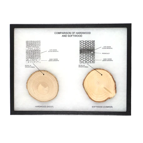 Comparison of Hardwood and Softwood Display