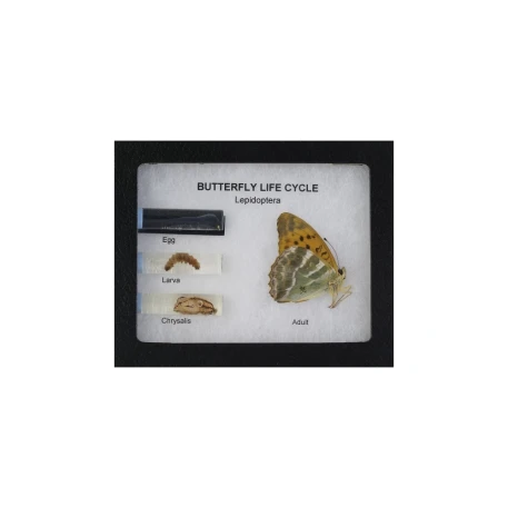Butterfly Metamorphosis Display