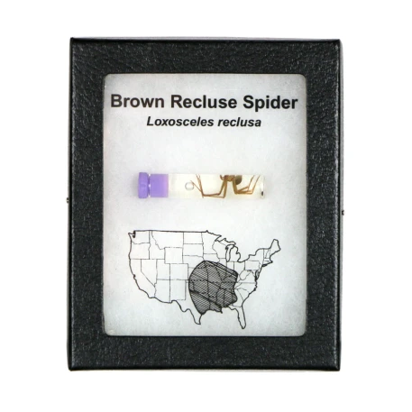 Brown Recluse Display