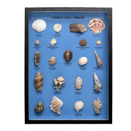 Nature Watch Sea Shell Mix - Seashells by the Pound