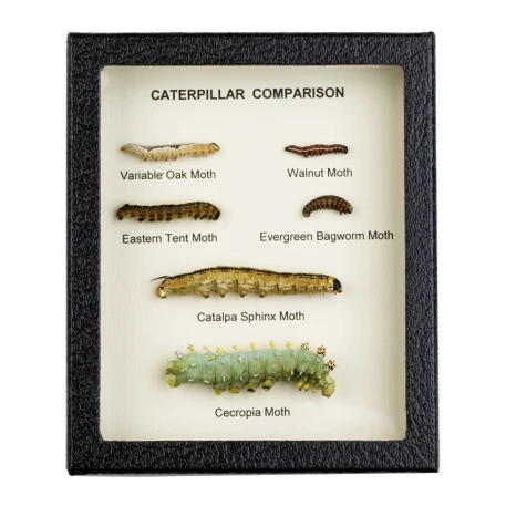 Caterpillar Comparison Display