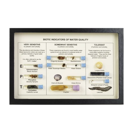 Biotic Indicators of Water Quality Display