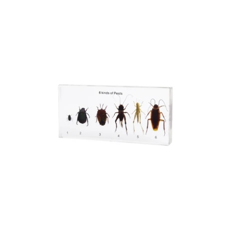 Harmful Insects Acrylic Block