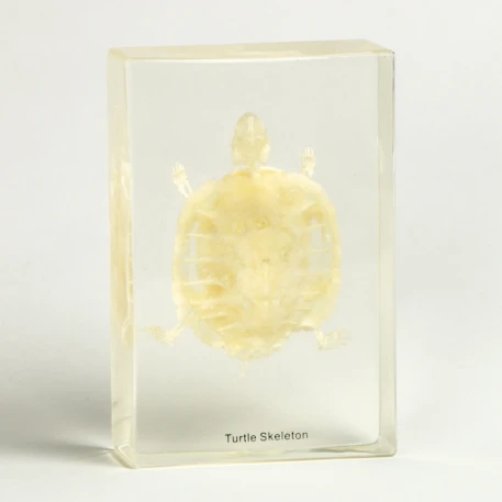 Turtle Skeleton Acrylic Block