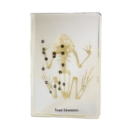 Toad Skeleton Acrylic Block