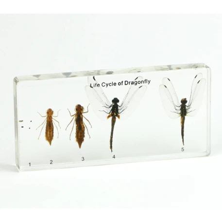 Dragonfly Life Cycle Acrylic Block