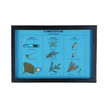 Gymnosperm Comparison Display