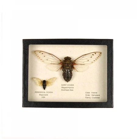 Giant Cicada Display
