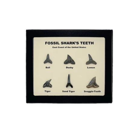 Fossil tiger shark watch clearance price