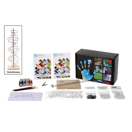 DNA Model Kit (paint included)