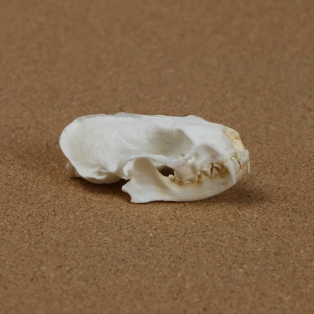 Mink Skull Replica