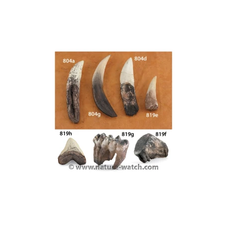 Teeth from Prehistoric Times Set (7 teeth)