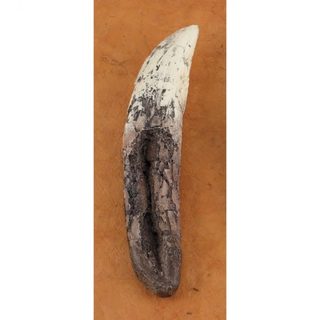 T-Rex Tooth Replica