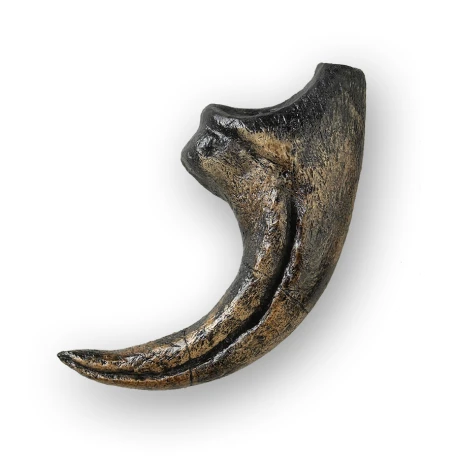 Allosaurus Claw Replica